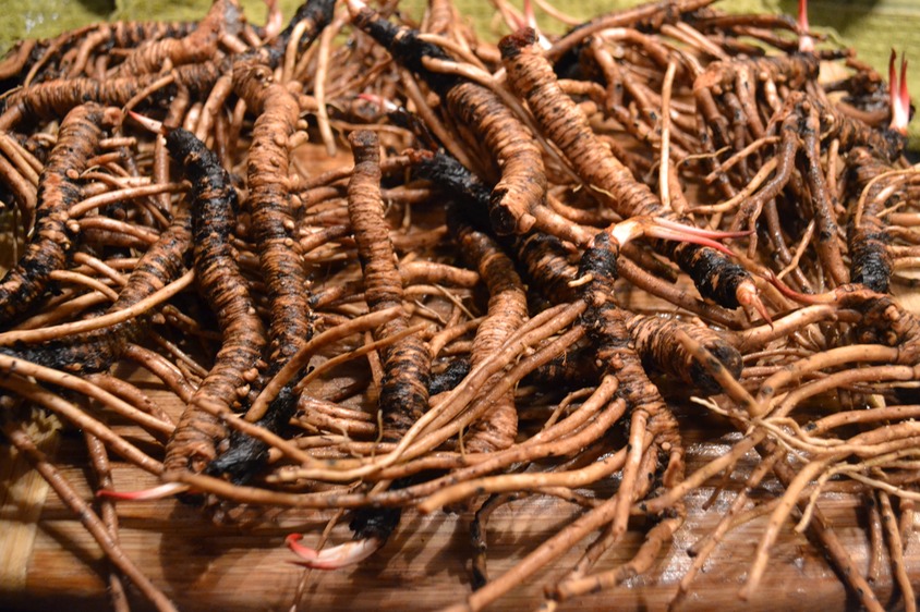 Yerba Mansa Medicine of the Bosque Albuquerque Herbalism
