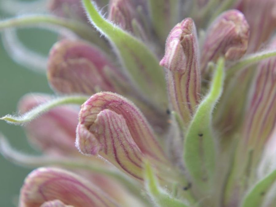 Going Deeper with Pedicularis