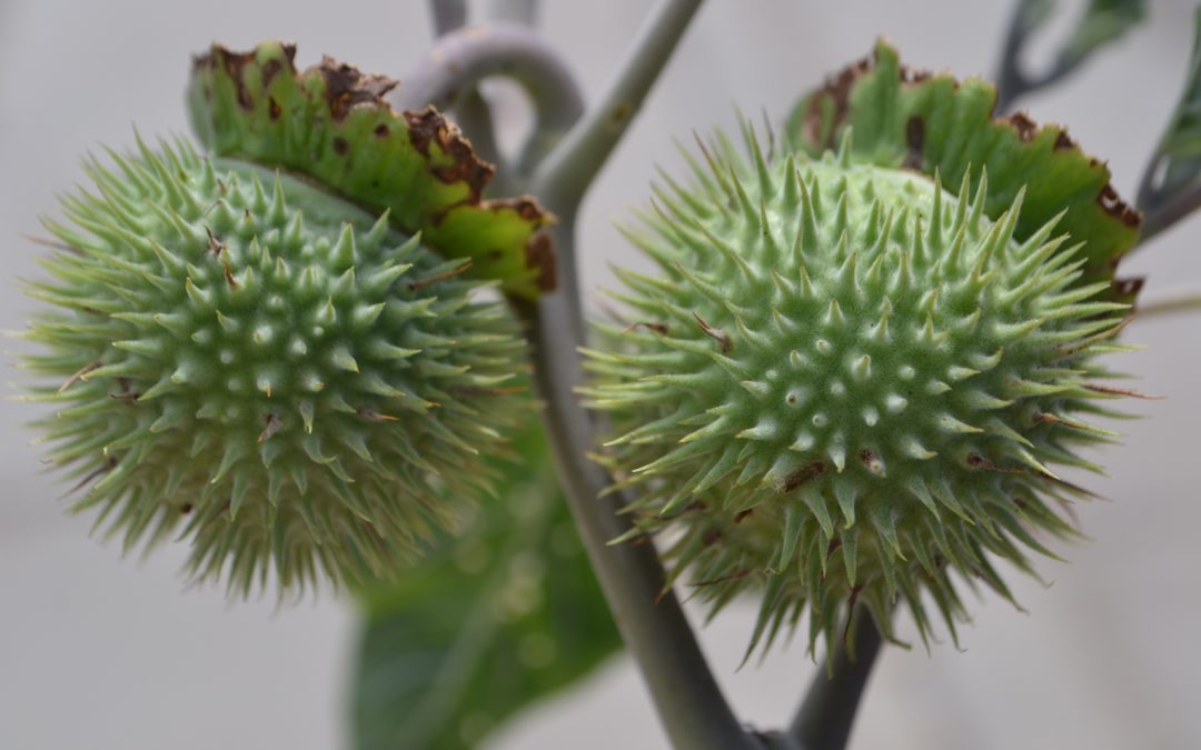 Desert Mesa Medicine