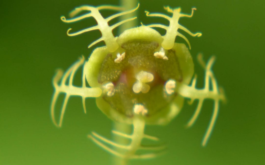 The Teachings of Saxifrage and Orchid