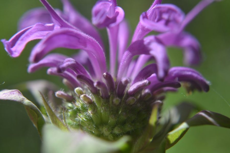 Ecological Herbalism