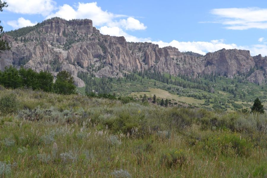 Bioregional Herbalism