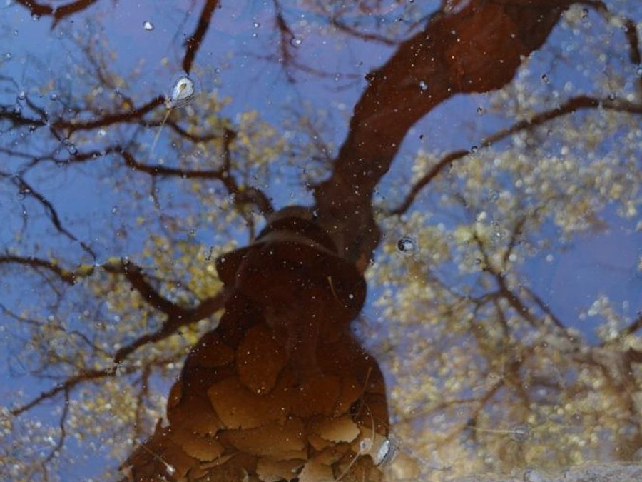 Going Deeper with Yerba Mansa