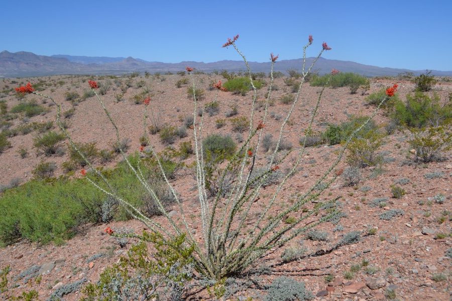 Herbal Tales from The Chihuahua Desert