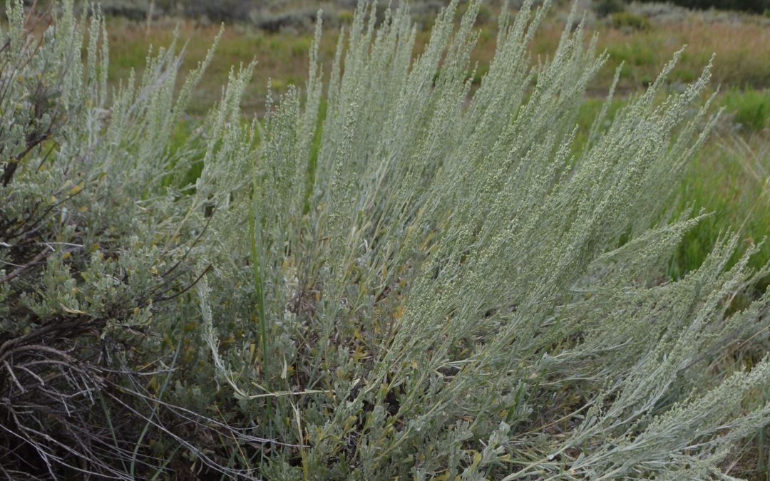 Artemisia: Excerpt from The Ecology of Herbal Medicine