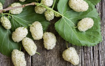 The Versatile Mulberry