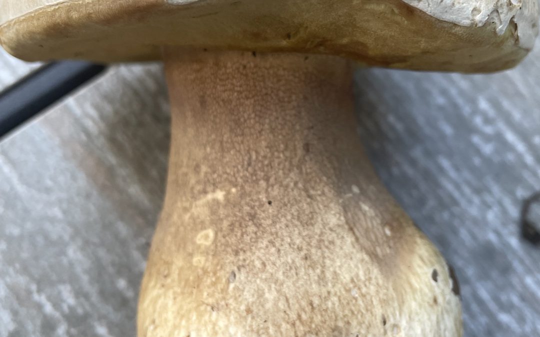 A Very Tasty New Mexican Mushroom