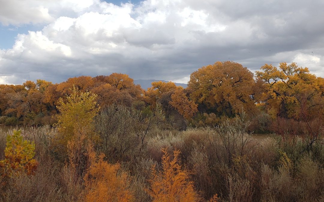 Building Relationships with Plants